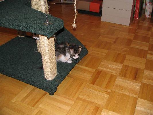 Riley and Abby Dec 2004 012.jpg